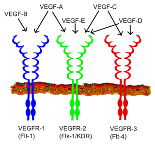 <span class="mw-page-title-main">Receptor tyrosine kinase</span> Class of enzymes