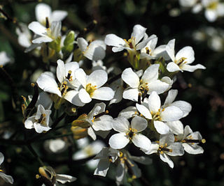 <i>Draba</i> Genus of flowering plants