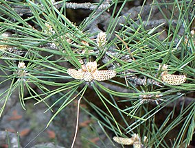 Pollen cones