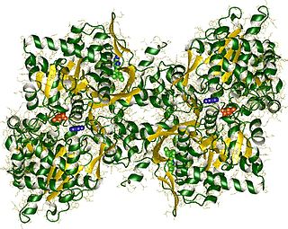 Phosphorylase Enzymes which catalyze the addition of phosphate groups to molecules