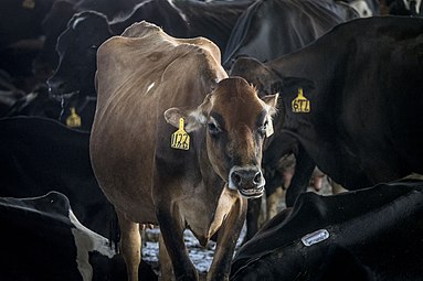 Cow from Vaquería Ceiba Del Mar in Arecibo