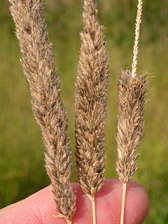 <i>Alopecurus arundinaceus</i> Species of grass