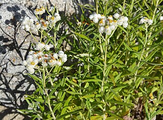 <i>Antennaria lanata</i> Species of flowering plant