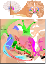 Basal ganglia circuits.png. Vector (.svg) version is available