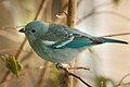 Niagara Falls Aviary (Canada)