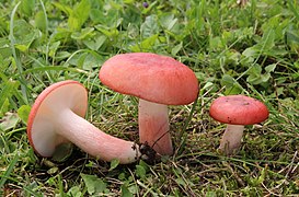 Russula sanguinaria