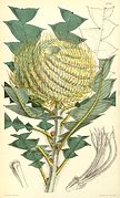 Banksia victoriae