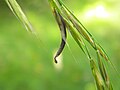 on Bromus erectus