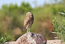 A burrowing owl on the lookout Burrowing Owl2.jpg