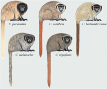 Callicebus species Callicebus.webp