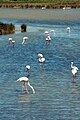 Camargue, France