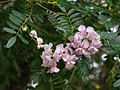 A flowering tree in Perth