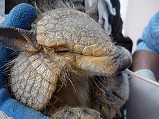 Tête en gros-plan du tatou des Andes, qui montre pourquoi son nom anglais est "Andean hairy armadillo" (tatou poilu ou chevelu des Andes)... On comprend ainsi pourquoi on le rencontre aussi sous forme d'animal en peluche très prisé des enfants ǃ