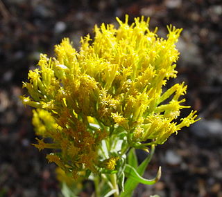 <i>Chrysothamnus viscidiflorus</i> Species of flowering plant