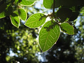 Citronella mucronata