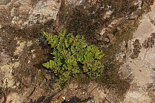 Cryptogramma acrostichoides