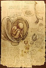 Een foetus in de baarmoeder, ca. 1510-1513