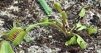 Dionaea muscipula (venusvliegenvanger): blad als klapval