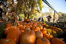 Kürbisse im Europa-Park rund um Halloween.