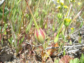 <i>California macrophylla</i> Species of flowering plant