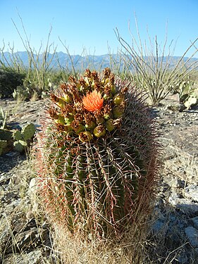 Fishhook barrel cactus in Saguaro National Park