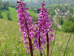 Vyriškoji gegužraibė (Orchis mascula)