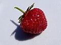 * Kandidimi: Senga Sengana variety strawberry in Szczecin, Poland (by Salicyna) --Gpkp 10:26, 11 September 2024 (UTC) * * Kërkohet vlerësim