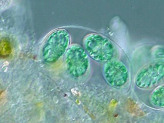 Glaucophyte Division of algae