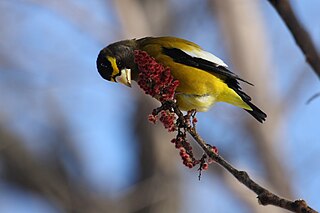 <span class="mw-page-title-main">Nine-primaried oscine</span> Group of birds