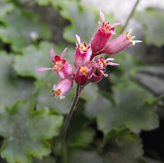 <i>Heuchera abramsii</i> Species of flowering plant