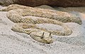Image 8 Cerastes cerastes Cerastes cerastes, commonly known as the Saharan horned viper or the horned desert viper, is a venomous species of viper native to the deserts of northern Africa and parts of the Arabian Peninsula and Levant. It often is easily recognized by the presence of a pair of supraocular "horns", although hornless individuals do occur. More selected pictures