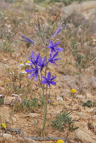 <i>Ixiolirion</i> Genus of flowering plants