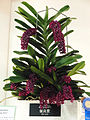 JGP2012 優良賞・RHS特別賞 Rhy. gigantea 'Spring Fire' 高 水恩(清華蘭園)