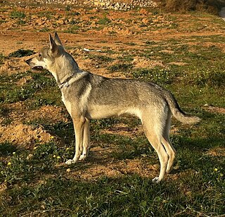 <span class="mw-page-title-main">Lobito Herreño</span> Spanish breed of dog