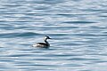 Oiseau sur le lac Issyk Kul