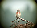 Singing male Common linnet Netherlands