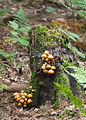 Kuehneromyces mutabilis Campanulé jeune