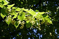 Tilia flowers