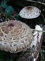 Coulemelles trouvées en bordure de l'Aber Ildut.