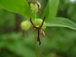 Medeola virginiana