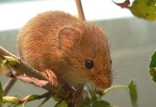 <span class="mw-page-title-main">Eurasian harvest mouse</span> Species of rodent