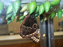 Morpho peleides recently emerged; Florida Museum of Natural History, Butterfly Rainforest