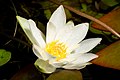 Nymphaea tetragona var. angusta Aomori, Japan