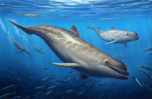 Life reconstruction of O. thalassodon alongside plotopterid birds Olympicetus thalassodon reconstruction.png