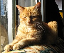 Orange-tabby-cat-sun.jpg