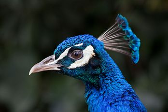 Paon bleu au Zoo Aquarium de Madrid. (définition réelle 3 648 × 2 432)