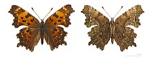 Polygonia faunus (green comma) Adult, dorsal view (left) and ventral view.