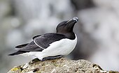 A razorbill sitting atop a rock