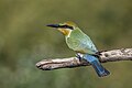 1 Rainbow bee-eater (Merops ornatus) Fogg Dam uploaded by Charlesjsharp, nominated by Charlesjsharp,  13,  0,  0