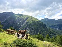 Swiss Brown cattle grazing on alpage pastures Schafrugg Arosa Sudosten.jpg